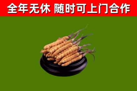 涵江回收冬虫夏草